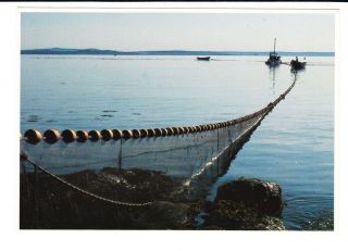 Herring Nets in Hulls Cove Acadia National Park Maine Unused Color 