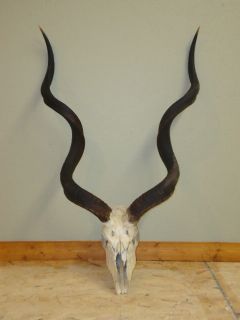 50 Greater Kudu Horns Skull Antlers Taxidermy Africa Hunting Lodge 