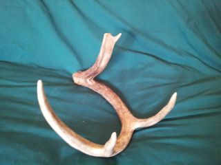 Iowa Whitetail Deer Antler Shed Cuts Crafts Large Nontypical Buck 