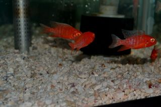 Tropical Fish African Cichlids, Albino Ruby Red Peacocks, 3 Lot FREE 