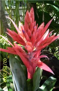 bromeliad aechmea pink live plant tropical
