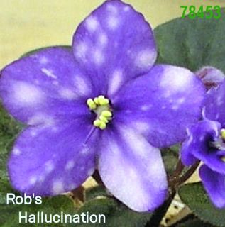 African Violet Plant Robs Hallucination Multiple Plants in Pot 