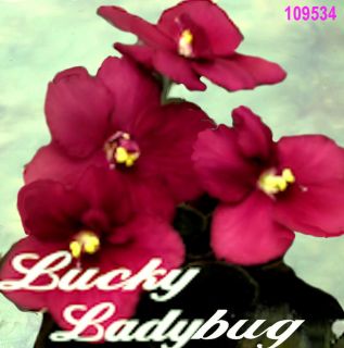 African Violet Plant  Lucky Ladybug  starter plant in pot. Semimini 