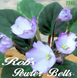 African Violet Plant Robs Pewter Bells multiple Plants in Pot Semimini 
