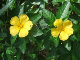 25 Fresh Yellow Alder Sundrop Shrub Flower Plant Seeds