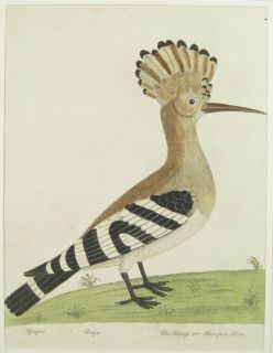 Eleazar Albin Bird Ornithology Antique Engraving Listed