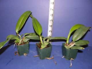 Cattleya Warscewiczii Var Semi Alba Katia Scarce Species Orchid 