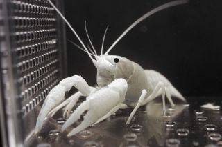 Young Live Electric white Crayfish Lobster aquarium Tropical fish P 