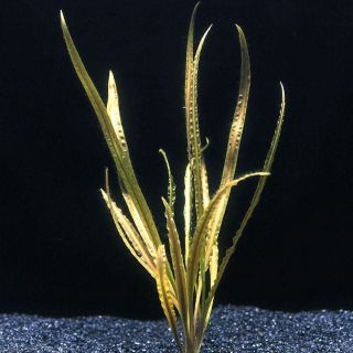 ＰＲＥＴＴＹ Live Aquarium Plant Didiplis Diandra 牛頓草 