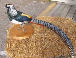 lady amherst pheasant full mount lady amherst pheasant full mount for 