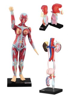 Anatomical Anatomy Medical Model Intestinal Dissection