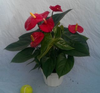 Red Anthurium Plant in 6 inch Pot with Flowers