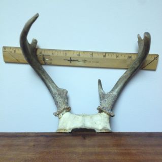 Point Whitetail Deer Antlers Horns Skulls Sheds Mounts