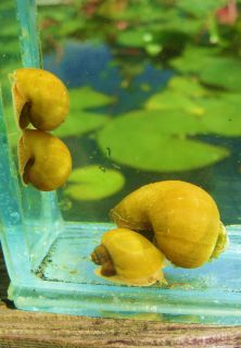 Yellow Mystery Snails Aquarium Koi Pond Start A Snail Farm
