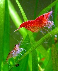 10 Red Cherry Shrimp RCS freshwater aquarium shrimp fish plants