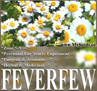 Feverfew Flower Herb Seeds Tanacetum Parthenium Aroma