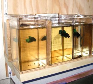 Clear Plastic Acrylic Display Case Betta Fish Aquarium Container