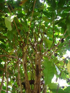 10 Live Plants Waialua Coffee Tree Seedlings C Arabica