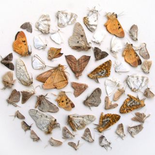   50 Pcs Mixed Unmounted Butterfly Moth Lots Artwork Material 22