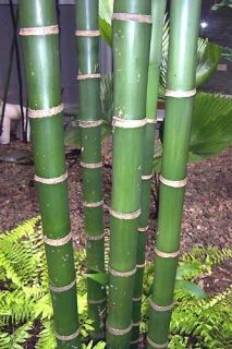 Live Seedling Areca Triandra RARE Bamboo Stem Palm Tree Hawaii Quality 