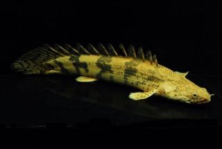   Monster Fish 2 5 inches Polypterus Endlicheri Great w Arowana