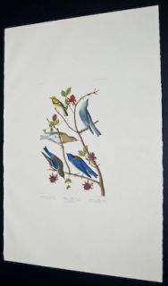 Audubon   Townsends Warbler. 393   Birds of America Amsterdam Edition 