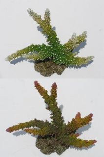 New Aquarium Ornament Reef Coral Artificial QFS 05A QFS 05B