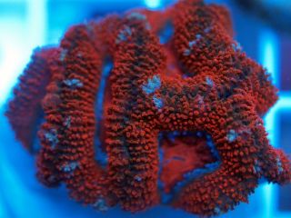 SC Ultra Aussie Acan Live Coral WYSIWYG