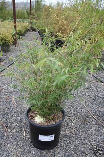 Sichuan Bamboo Plant Borinda Angustissima Hardy to 15