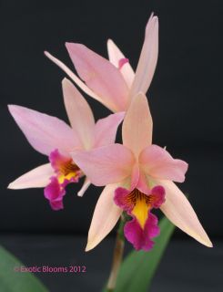 In Spike Now L Santa Barbara Sunset Showtime HCC AOS Cattleya Orchid 