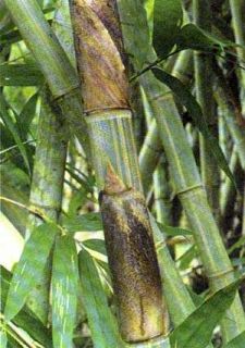 giant bamboo gigantochloa nigrociliata 5 seeds gigantochloa 