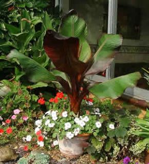 musa Ensete maurell aby. RED banana tree   4 Pot color plant 
