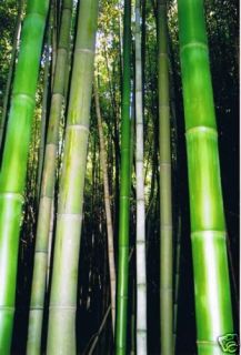 Live Cold Hardy Giant Japanese Timber Bamboo Plant 5g