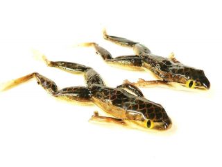 Bogs Rattle Snake Frog Lure Bass Pike Bait Trophy Getter Tournamnent 