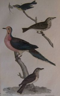 Alexander Wilson H C Antique Bird Print Turtle Dove