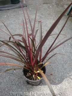 Crinum Menehune Red Bog Lily 1 Gal Pot