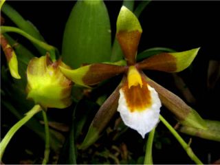 Cischweinfia Pusilla Near Blooming Sized Species Orchid Plant ONC141 