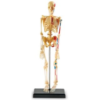 Human Skeleton Anatomy Model Science Educational Leaning Toys Teaching 