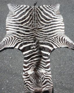 vintage genuine African Zebra hide skin pelt rug taxidermy animal 