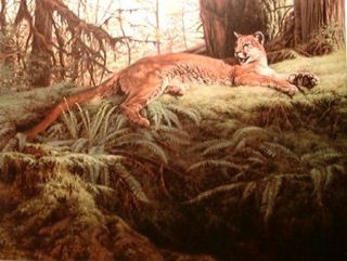 Puma Cougar in Olympic Forest Greg Beecham Limited Edi