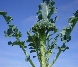 Broccoli Calabrese Non GMO Garden Vegetable Food 100 Seeds Only 