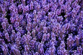 Purple Lavender Seeds 25 Fresh Seeds 