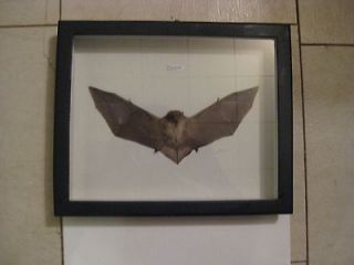 Newly listed REAL DRIED BAT TAXIDERMY PIPISTREL IN SHADOWBOX FRAME
