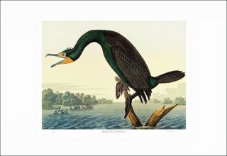 edition lithograph m bernard loates double crested cormorant 777 1000