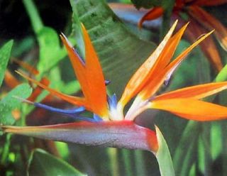 orange bird of paradise plant