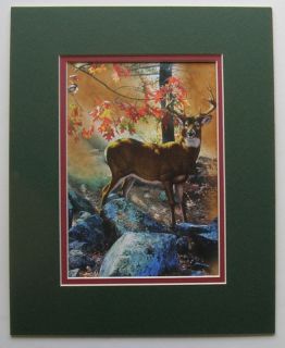 Big Buck Antlers Deer Art Matted Picture Print Art