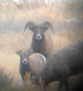 Bighorn Sheep Hunts in Cody Wyoming