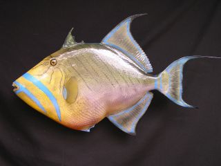 10lb Queen Trigger fish hand painted by seasoned taxidermist 25 in 