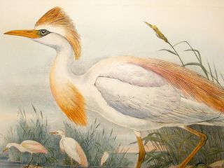 Gould Bird of Great Britain C1870 Folio Bird Print. Buff Backed Heron