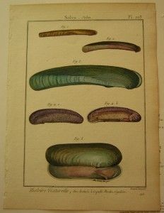 Lamarck Histoire Bivalve Reguliere Antique Print 1789 PL 223